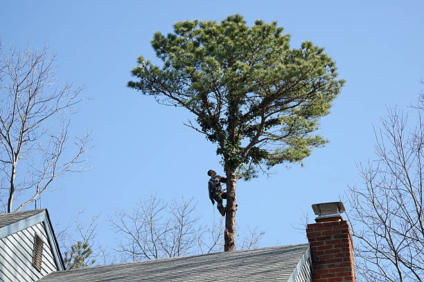 Best Tree Preservation Services  in Adelino, NM