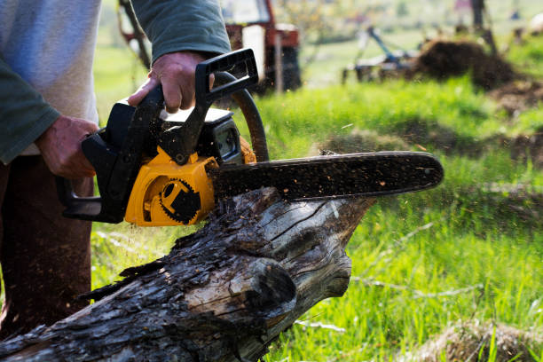 Best Tree Mulching  in Adelino, NM